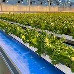 Système hydroponique