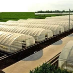 Serre tunnel en polyéthylène