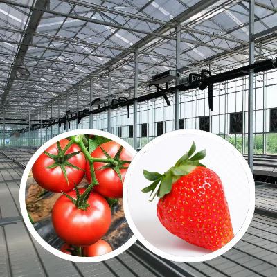 China Venlo Glass Greenhouse For Central Asia